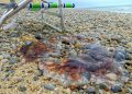 Giant Jellyfish on Great Island beach, Wellfleet, Cape Cod
