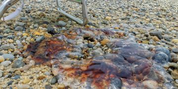 Giant Jellyfish on Great Island beach, Wellfleet, Cape Cod