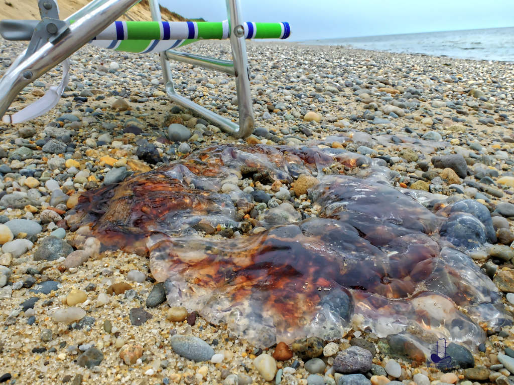 Giant jellyfish are appearing in larger numbers on Great Island beach, Wellfleet, Cape Cod