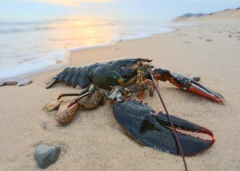 Nature / Wildlife - FREE Cape Cod News