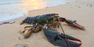 Nature / Wildlife - FREE Cape Cod News
