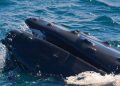 Whale Watching Tours Cape Cod