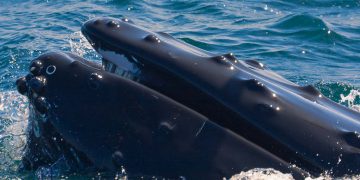 Whale Watching Tours Cape Cod