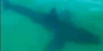 Wellfleet shark . FREE Cape Cod News.