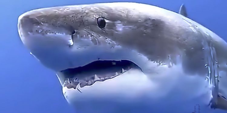 Cape Cod Shark Attack