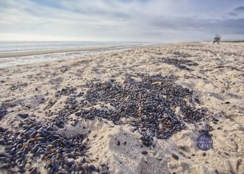 Thousands Shells on Nauset Beach . FREE Cape Cod News.