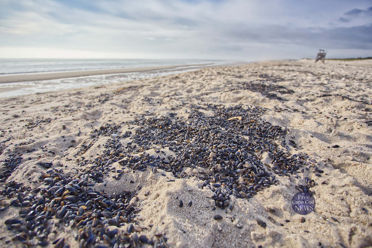 Thousands Shells on Nauset Beach . FREE Cape Cod News.