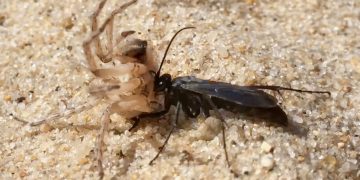 Spider Wasp vs Spider on Cape Cod Beaches