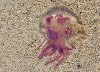 Thousands of purple jelly fish have washed ashore at Newcomb Hollow beach in Wellfleet