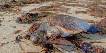 Cold-Stunned Sea Turtles Washed Up On Cape Cod Beaches. FreeCapeCodNews.com