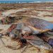 Cold-Stunned Sea Turtles Washed Up On Cape Cod Beaches. FreeCapeCodNews.com