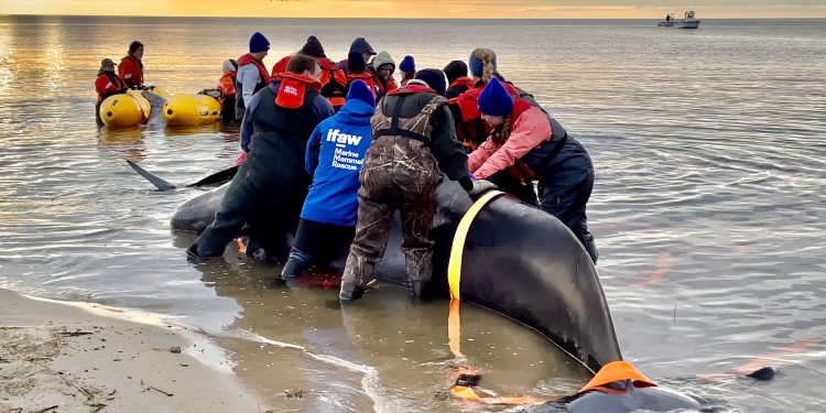 Five pilot whales saved on Sunken Meadow Beach. Eastham, Cape Cod