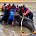 Five pilot whales saved on Sunken Meadow Beach. Eastham, Cape Cod