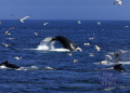 Cape Cod Whale Watching Tours