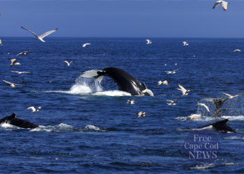 Cape Cod Whale Watching Tours