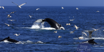 Cape Cod Whale Watching Tours