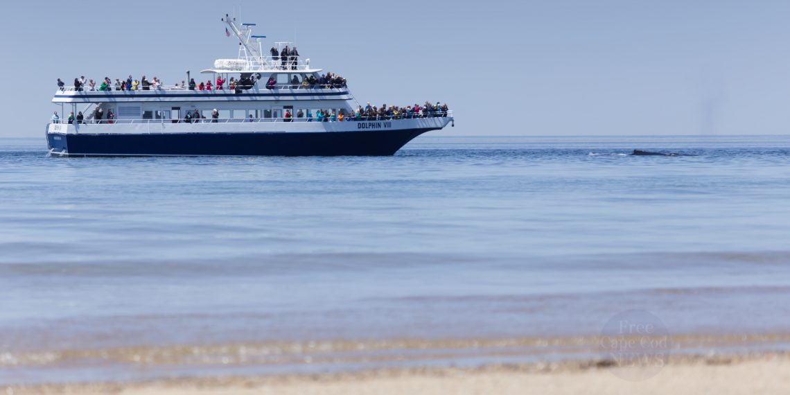 Whale Watching in Provincetown