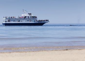 Whale Watching in Provincetown